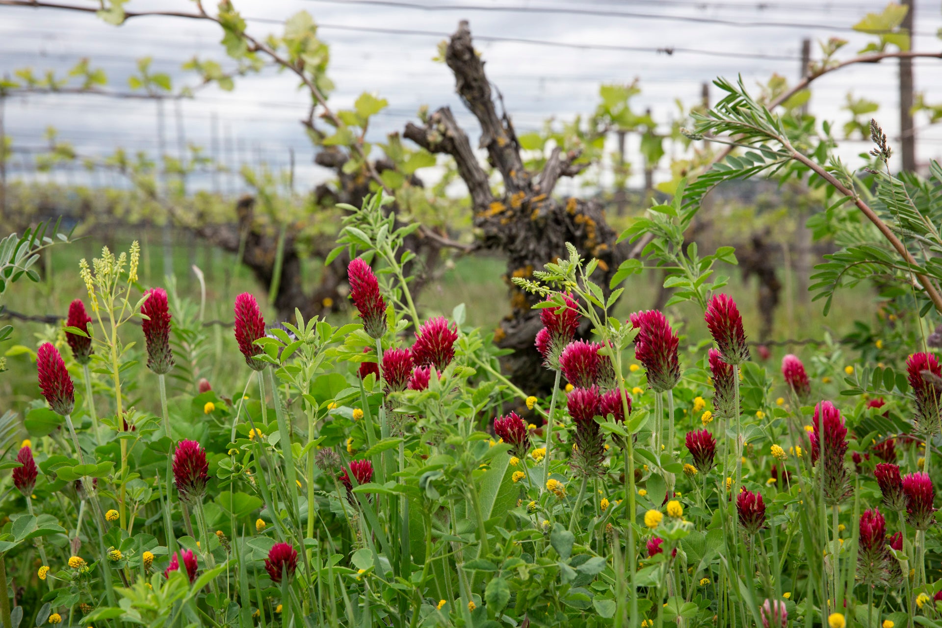 Kleeblüten in einem nachhaltig bewirtschafteten Weinberg, vor Weinreben, im Frühjahr.