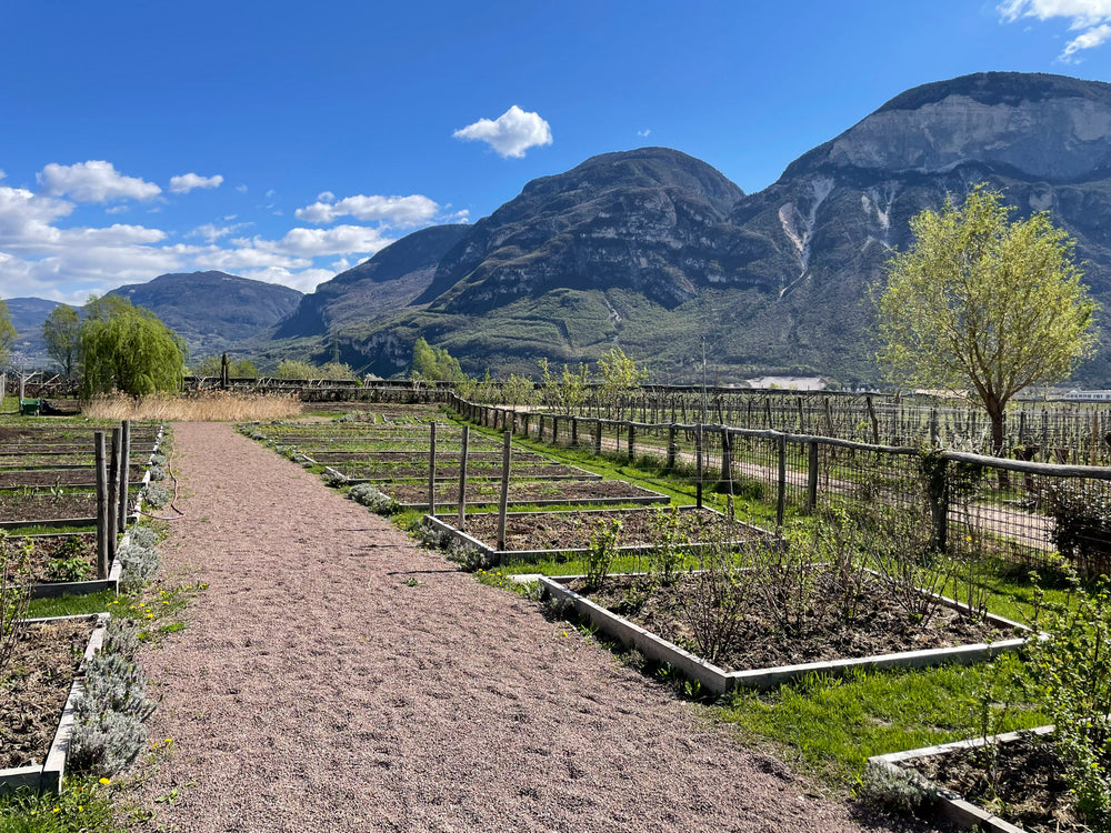Gemüsegarten vom Weingut Alois Lageder vor imposanten Bergen im Frühling bei blauem Himmel mit weißen Schäfchenwolken.