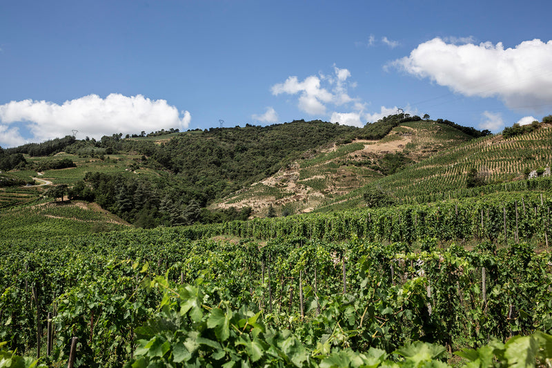 Blick auf die hügeligen Weinberge der Domaine Alain Voge unter blauem Himmel mit weißen Wolken.