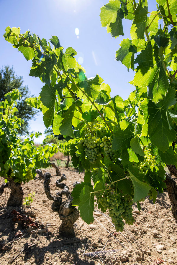 Eine Weinrebe voller Weißweintrauben vor blauem Himmel bei Sonnenschein.