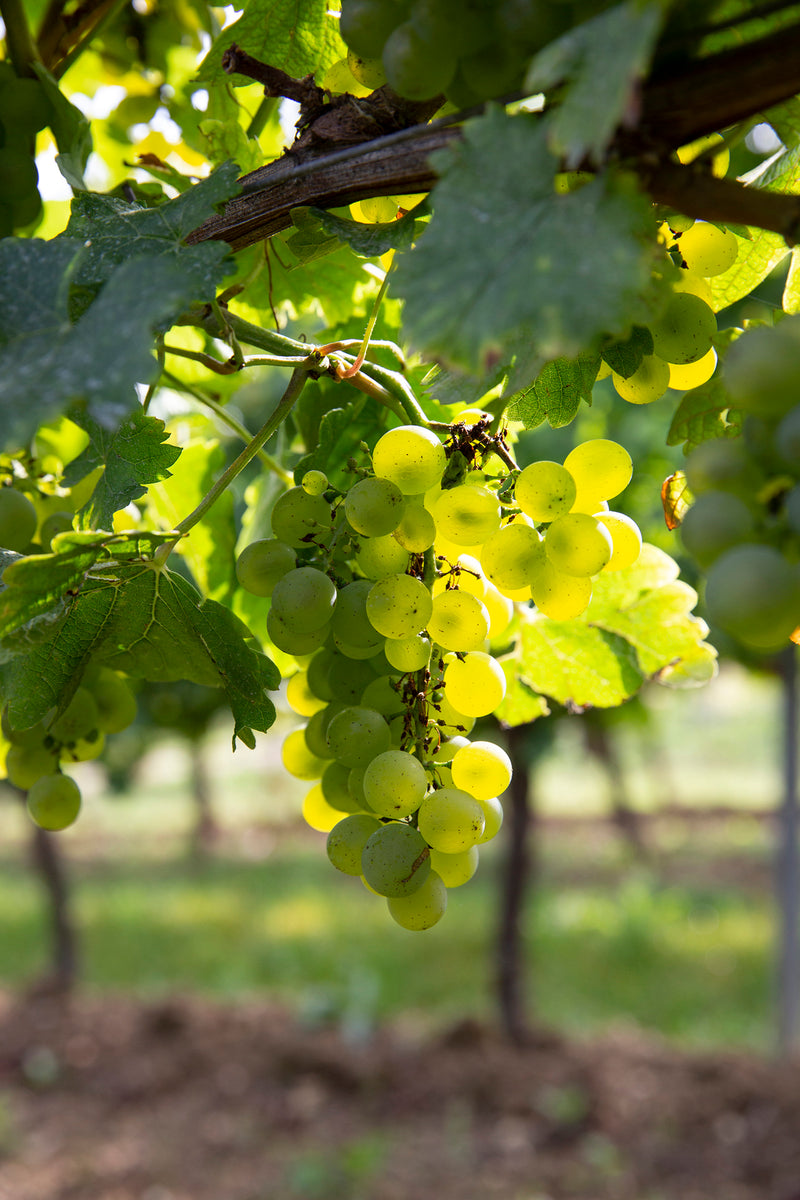 Weintrauben der Rebsorte Müller-Thurgau