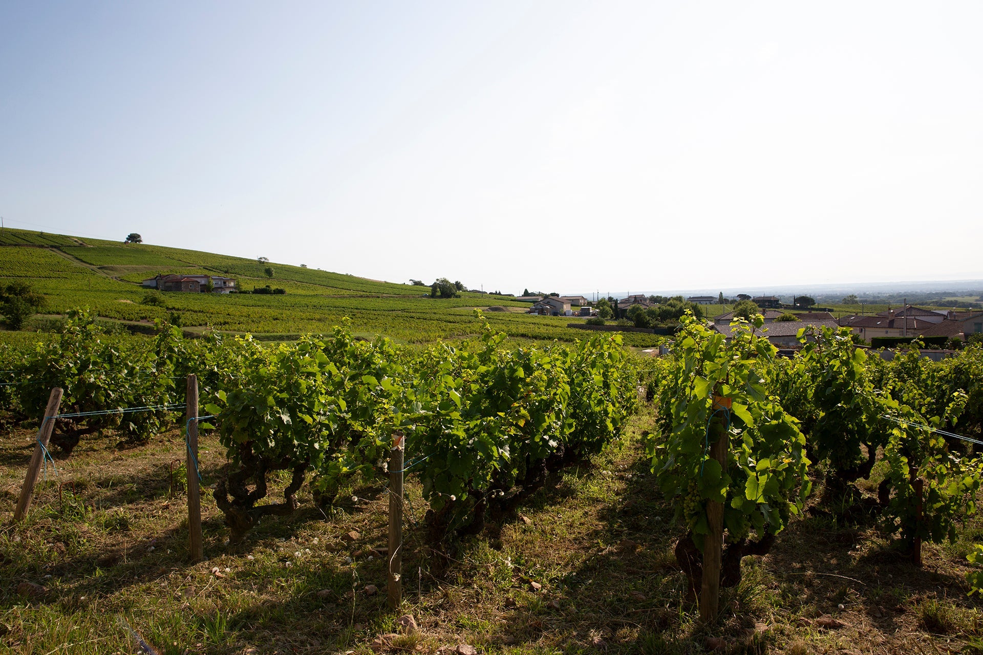 Alte Gamay-Rebstöcke der Domaine Mee Godard mit Blick auf die Weinberge der AC Morgon Grand Cras