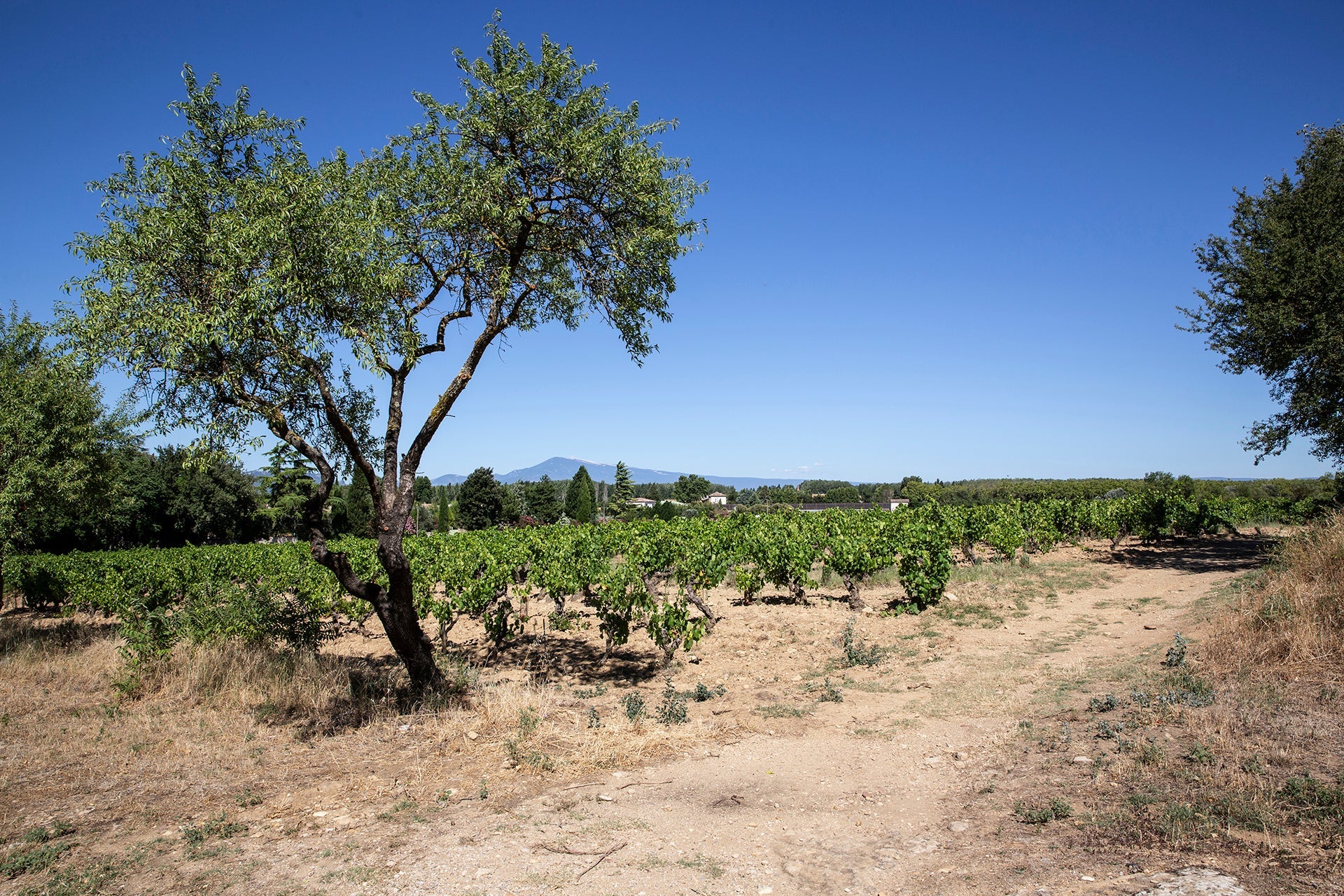 Alte Grenache-Weinstöcke der Domaine Paul Autard in Corthezón mit Baum und Blick auf die Landschaft der Appelation Châteauneuf-du-Pape