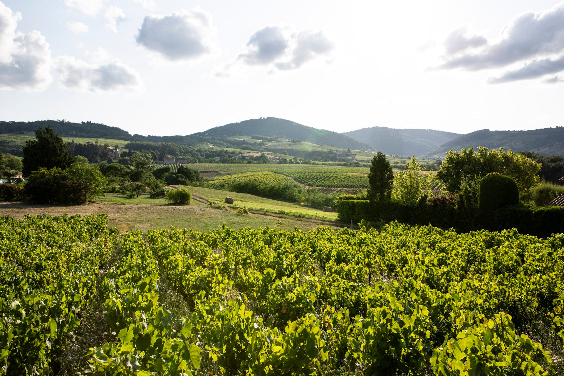 Beaujolais