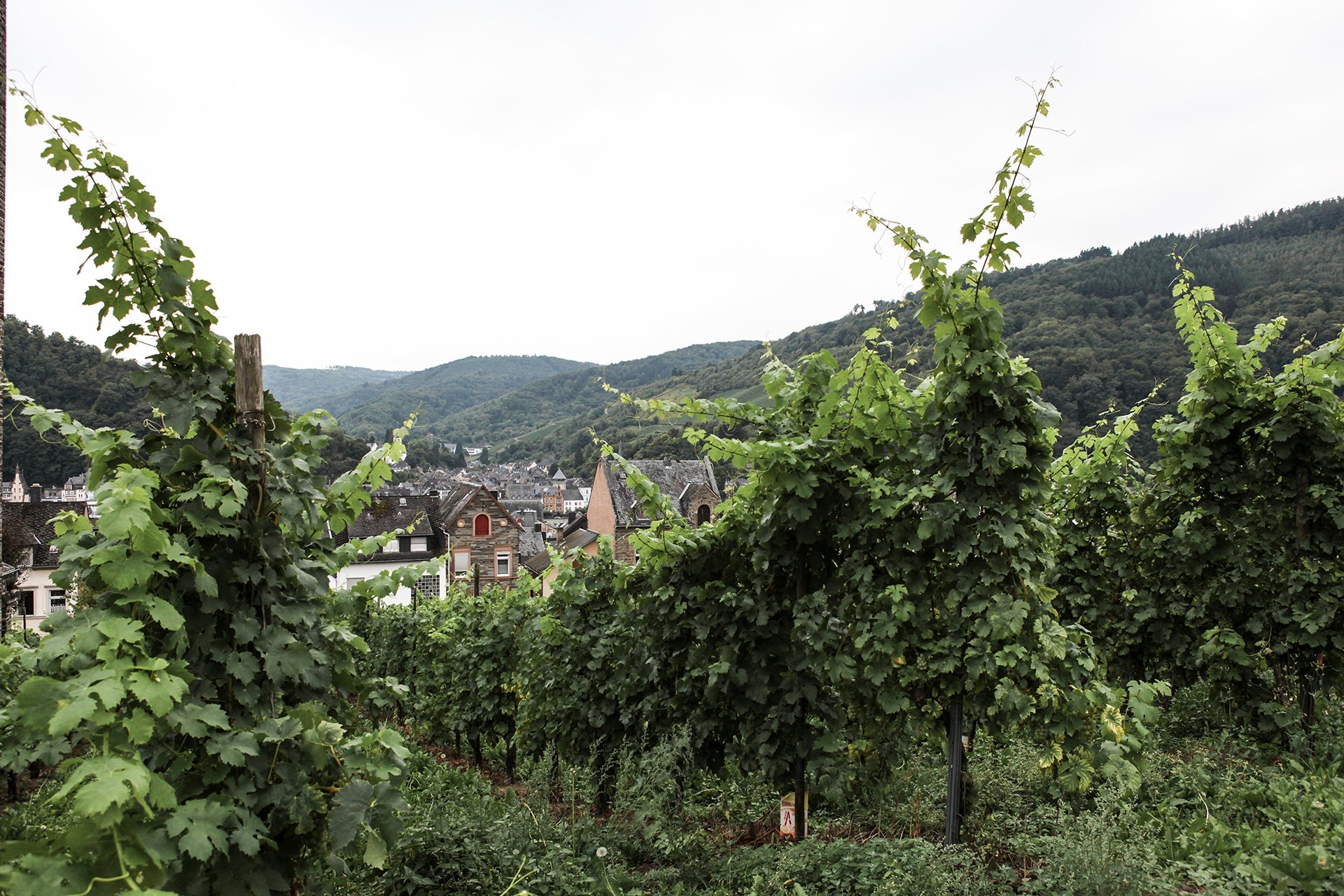 Blick durch Riesling-Weinberg auf Traben-Trarbach an der Mosel