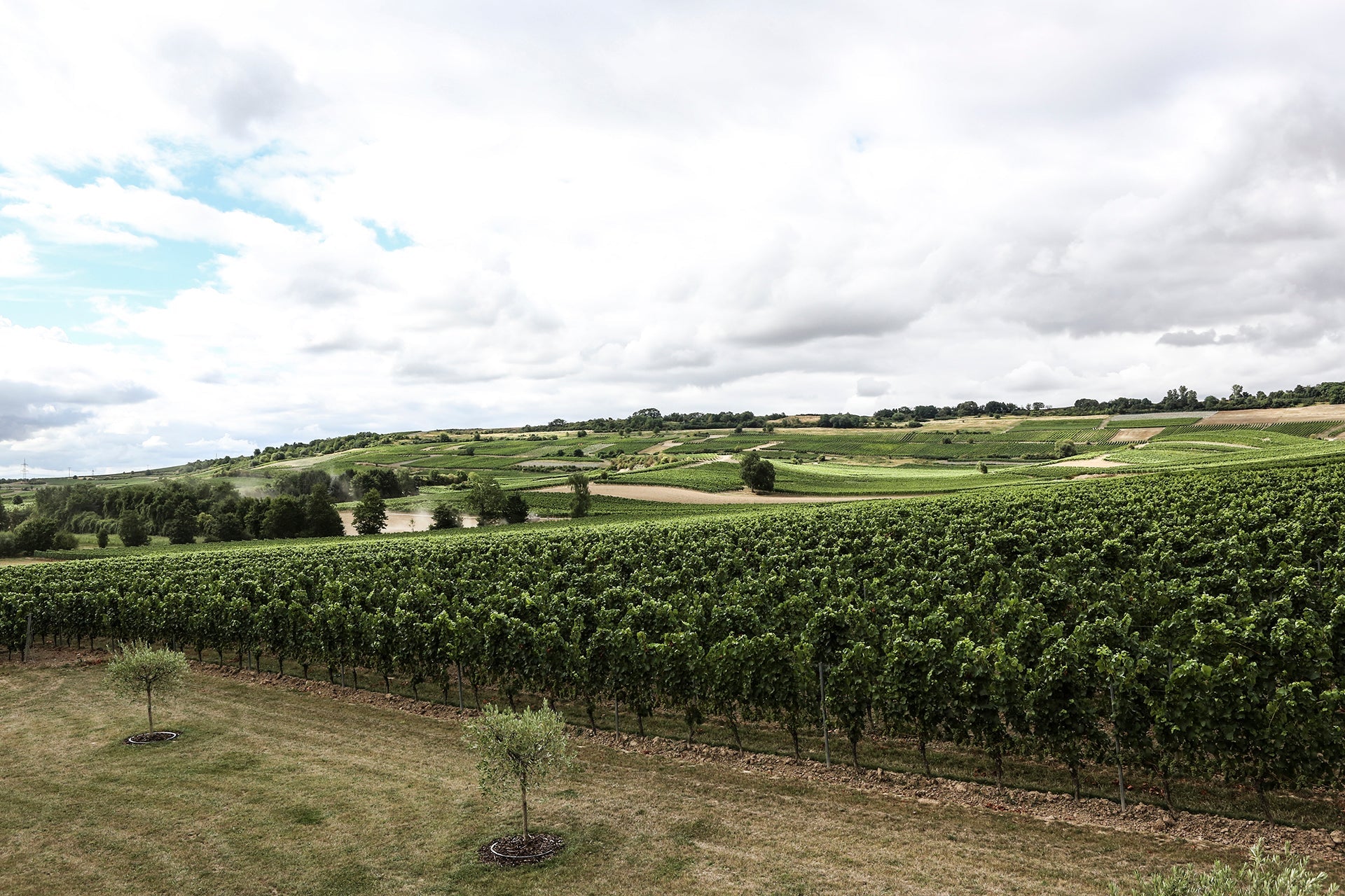 Blick vom Weingut Stefan Winter auf rheinhessisches Rebenmeer