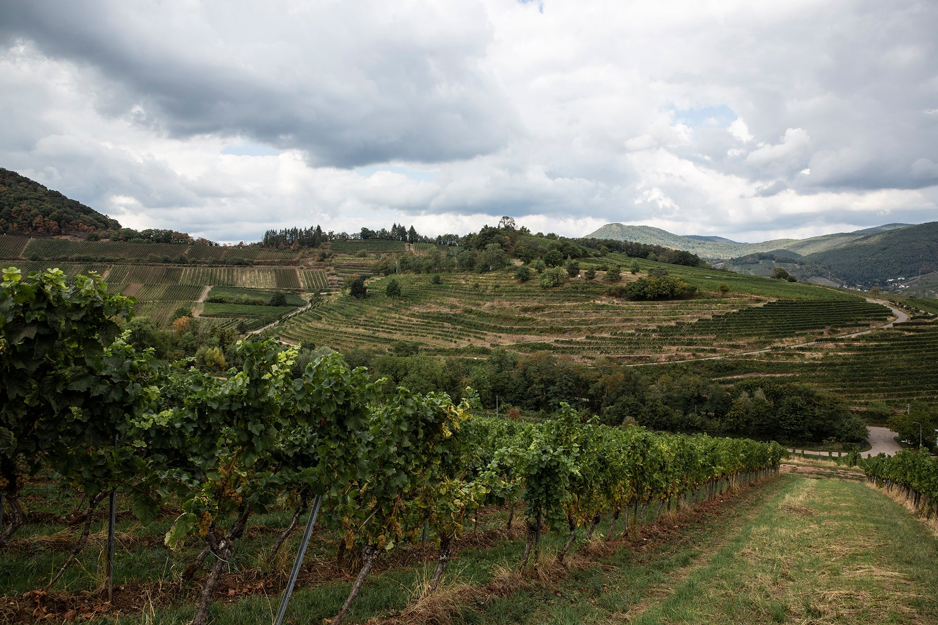 Blick vom Weingut Gies-Düppel auf terrassierte Hanglagen in der Südpfalz nahe Birkweiler