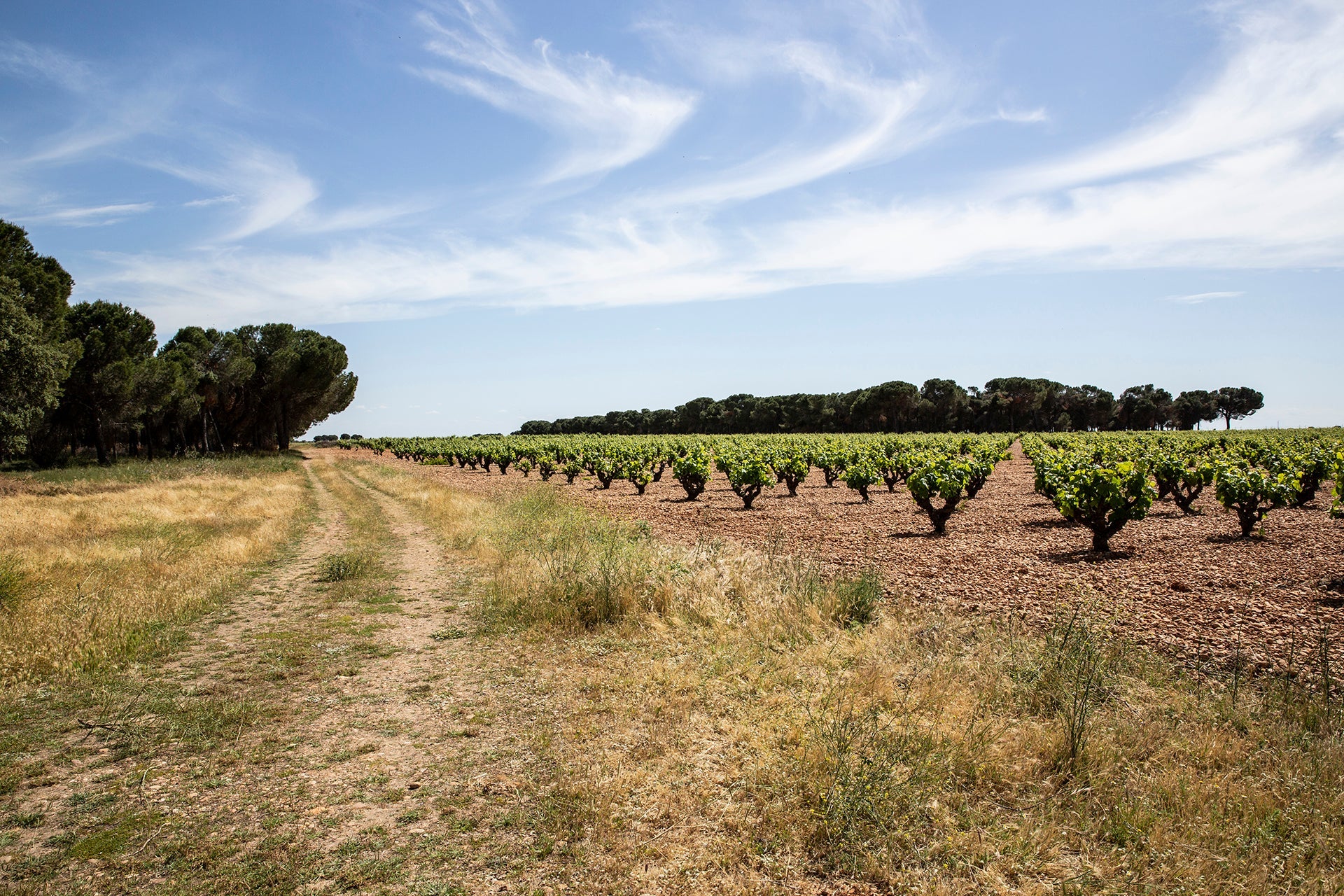 Weinberg mit Rebstöcken der Sorte Bobal in Buscherziehung vom Weingut Ponce in der Region DO Manchuela im Süden Spaniens