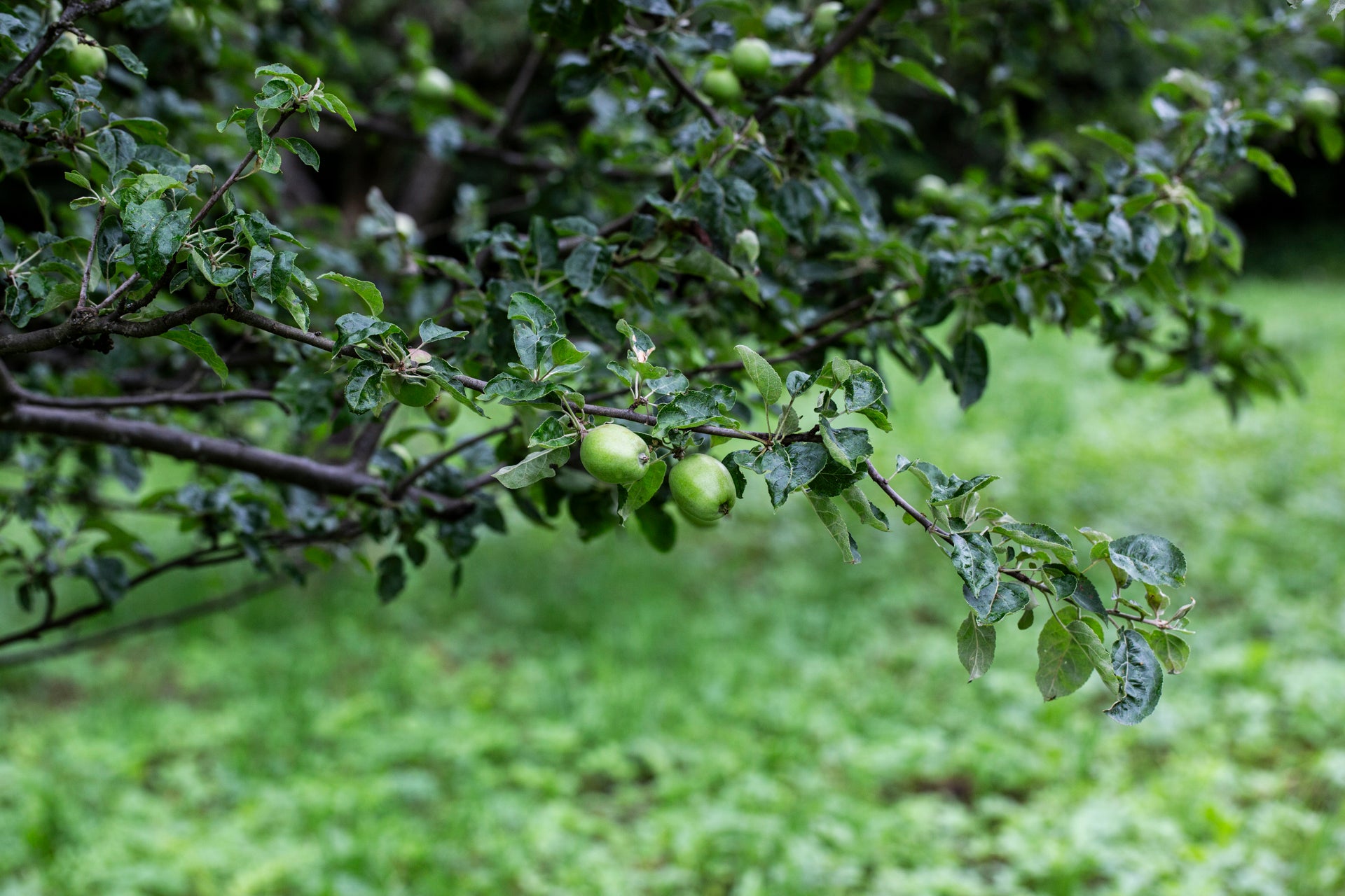 Cider, Perry & Co.