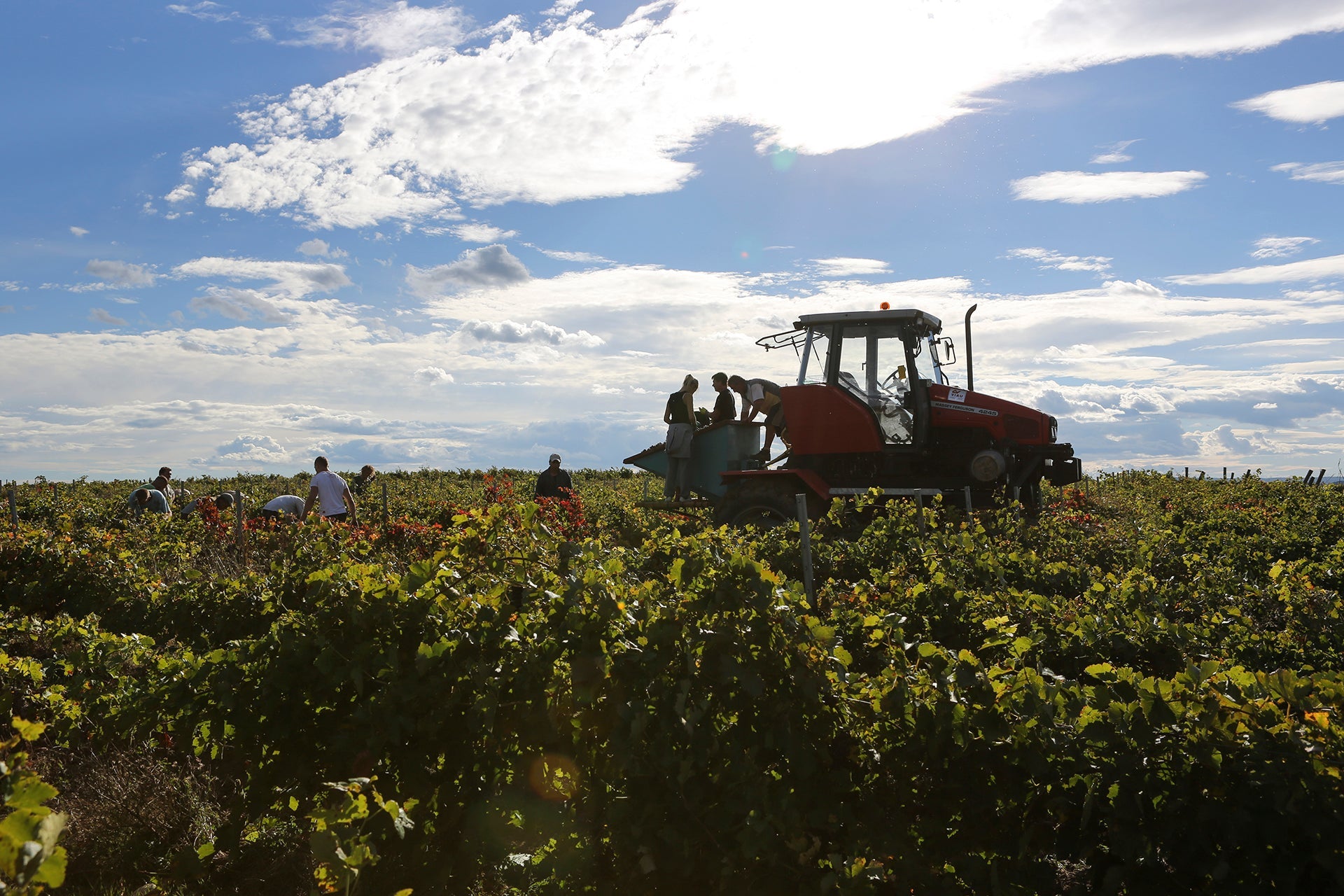 Erntemannschaft mit Traktor bei der Handlese in Weinbergen Nahe Calce im Roussillon