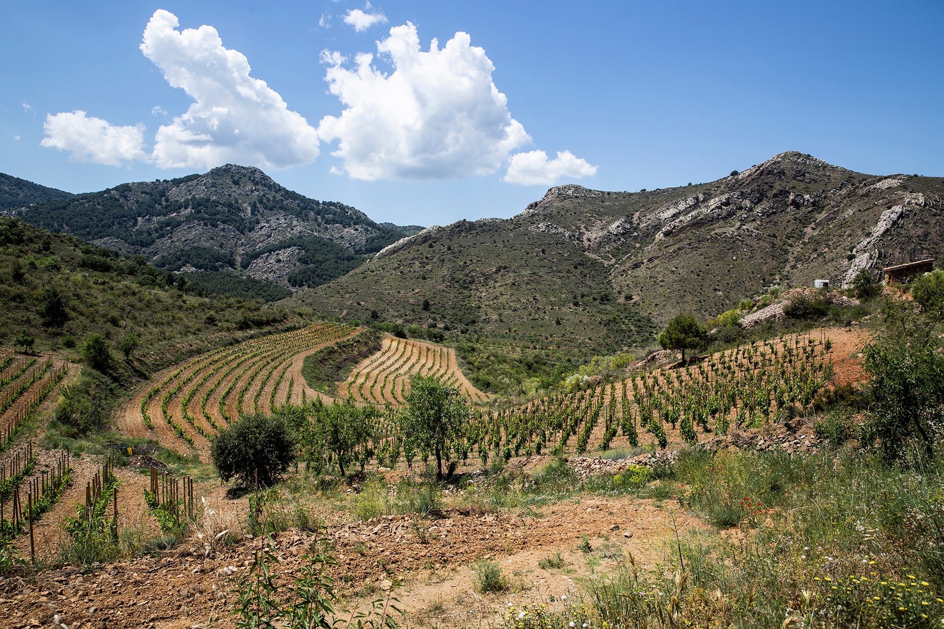 Weinberge mit den Rebsorten Garnacha blanco und Garnacha tinta des Weinguts Frontonio auf über 700 Höhenmetern in der Region Aragón