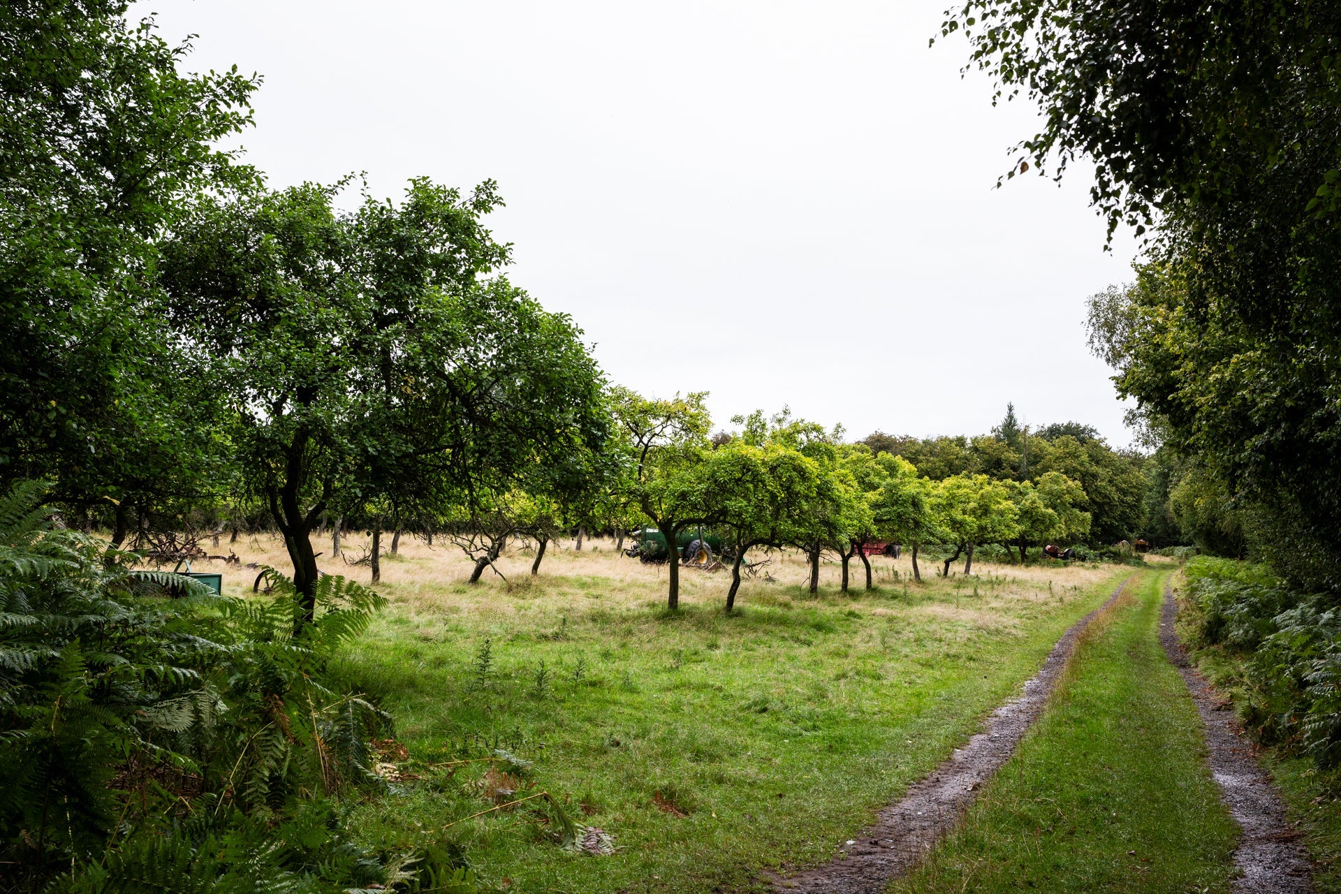 Blick in einen Apfelgarten in der Region Herefordshire bei bewölktem Wetter. An der rechten Seite führt ein kleiner Landwirtschaftlicher Weg vorbei.