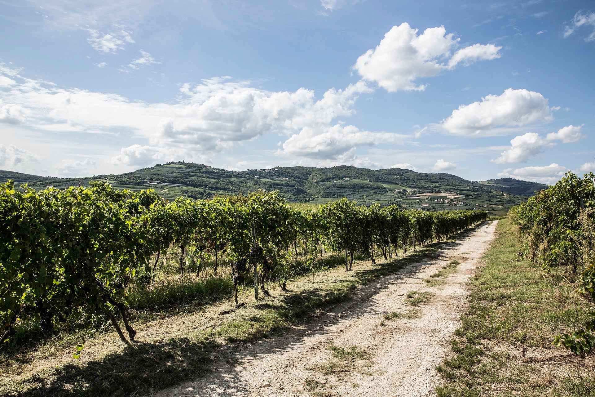 Corvina-Rebstöcke des biodynamisch bewirtschafteten Weinguts Corte Sant´Alda in Mezzane di Sotto mit Blick auf Valpolicella-Hügellagen