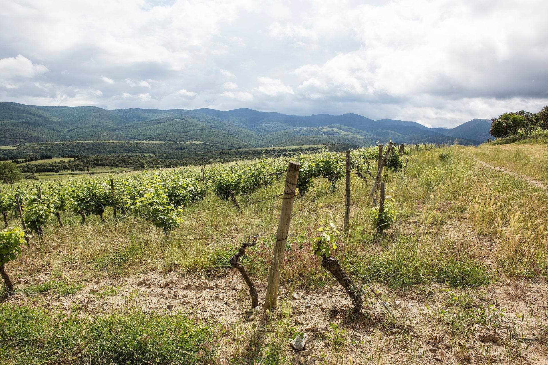 Naturbelassene Weinstöcke des Weinguts Le Soula in Höhenlagen der Côtes Catalanes mit Blick auf die wolkenumhangene Berge der Pyrenäen