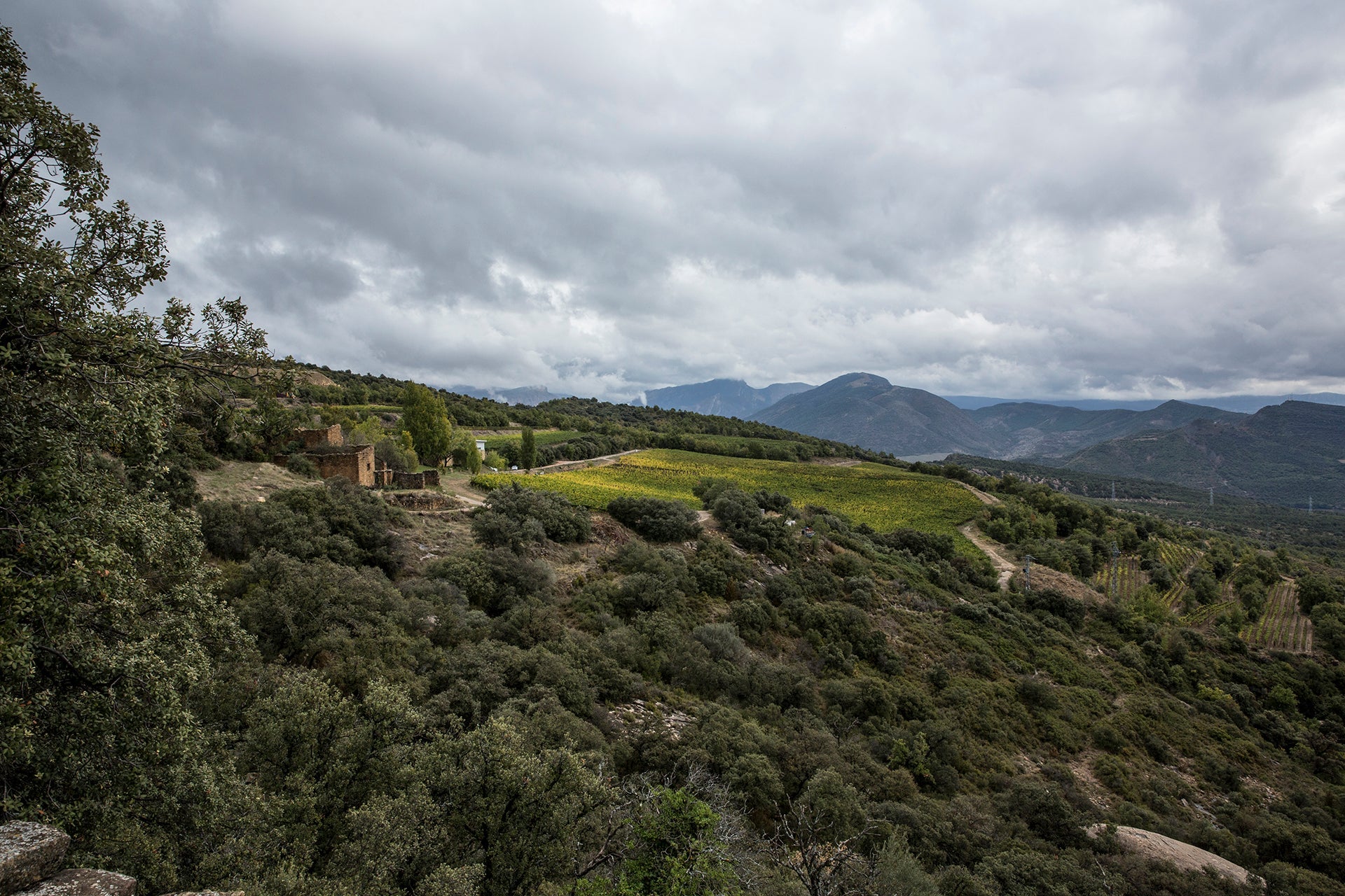 Höchstgelegene Weinberge Katalonienes in der Weinbauregion Costers del Segre mit Klosterruine inmitten der Rebanlagen von Castell d`Encus