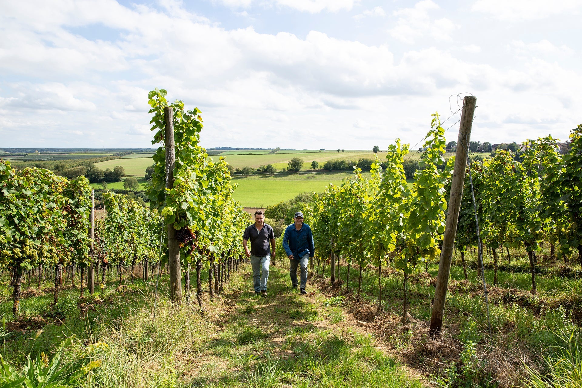 Jürgen Hofmann und Guido Walter in Müller-Thurgau-Weinberg im nördlichen Rheinhessischen Hügelland