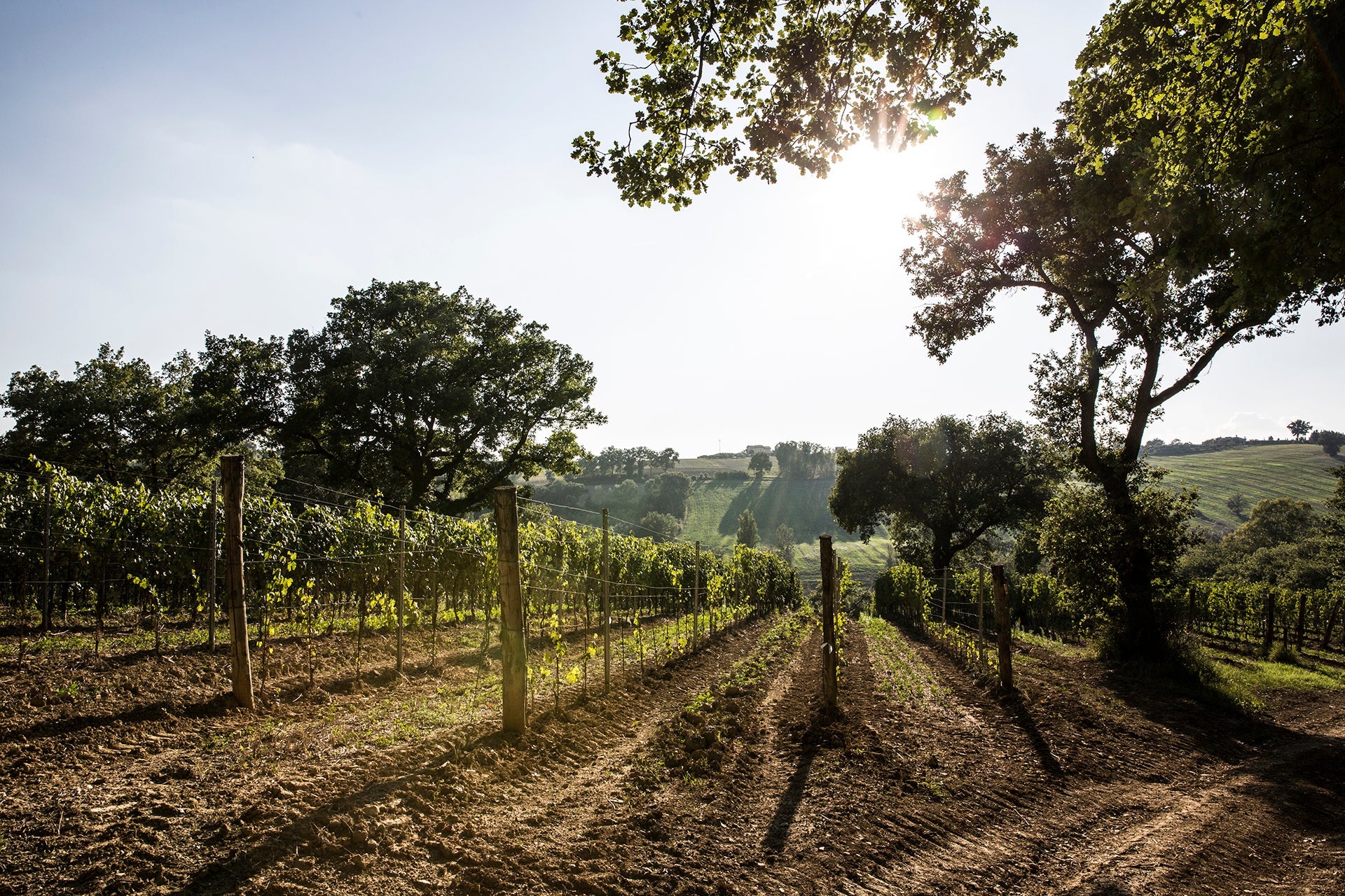 Eichen und junge Sagrantino-Rebanlagen des Weinguts Antonelli in Umbrien