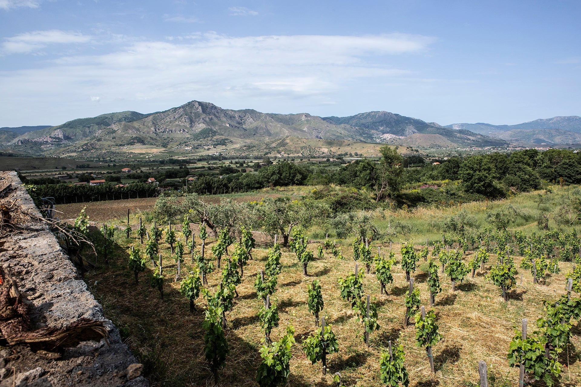 Sizilianische Nerello-Mascarese-Trauben in Alberello-Buscherziehung, Olivenbäume und Hügellandschaft am Fuße des Etna