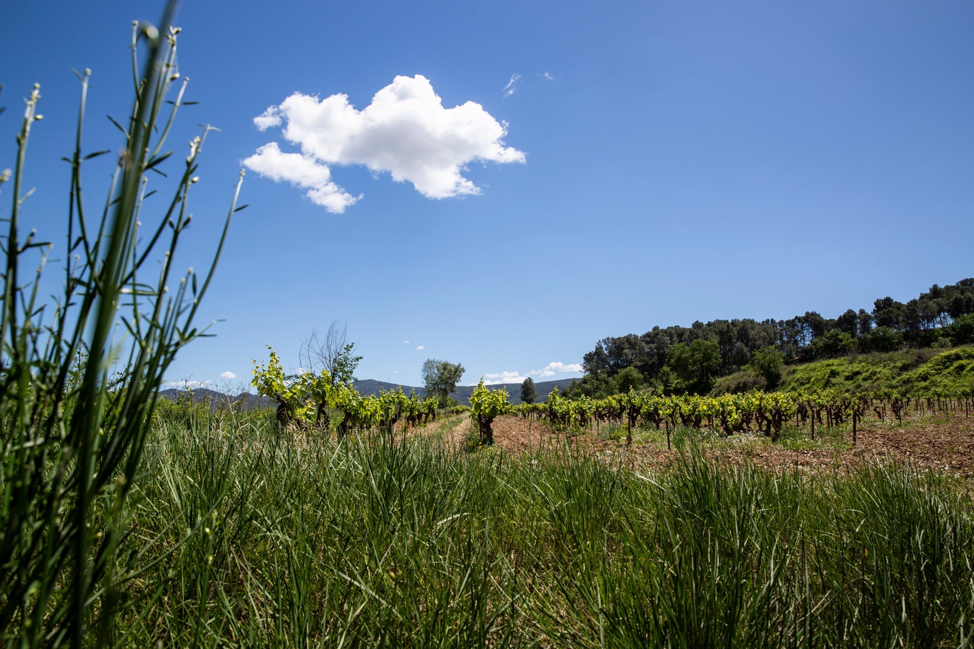 Blick auf einen Weinberg in der Region Penedès unter blauem Himmel mit einer hübschen Wolke. Vor den Reben wächst hohes Gras und eine stachelige Pflanze.
