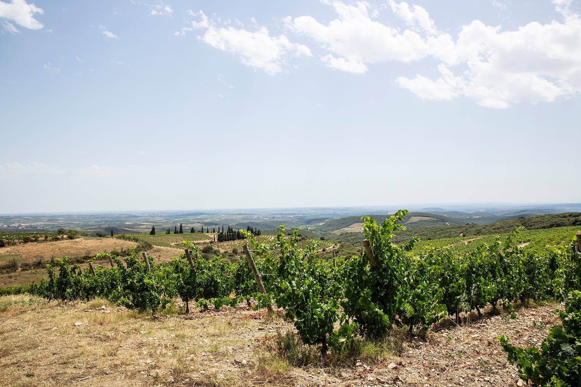 Schieferböden in der Appelation Faugeres mit Grenache-Rebstöcken des Château de la Liquière