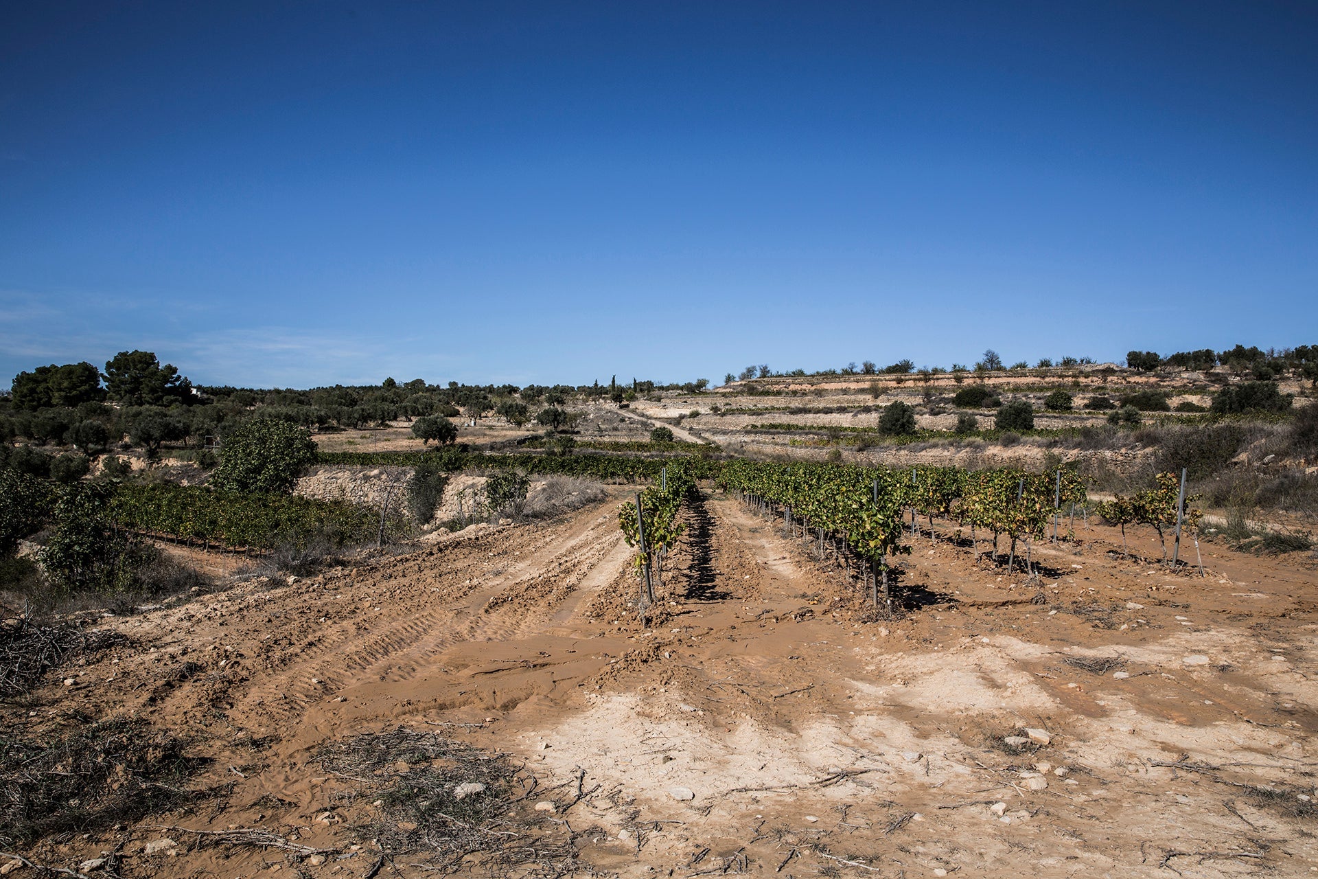 Kalksteinterrasse mit Rebstöcken der Sorte Garnatxa peluda des Weinguts Xavier Clua im Gebiet Terra Alta im Hochland Kataloniens