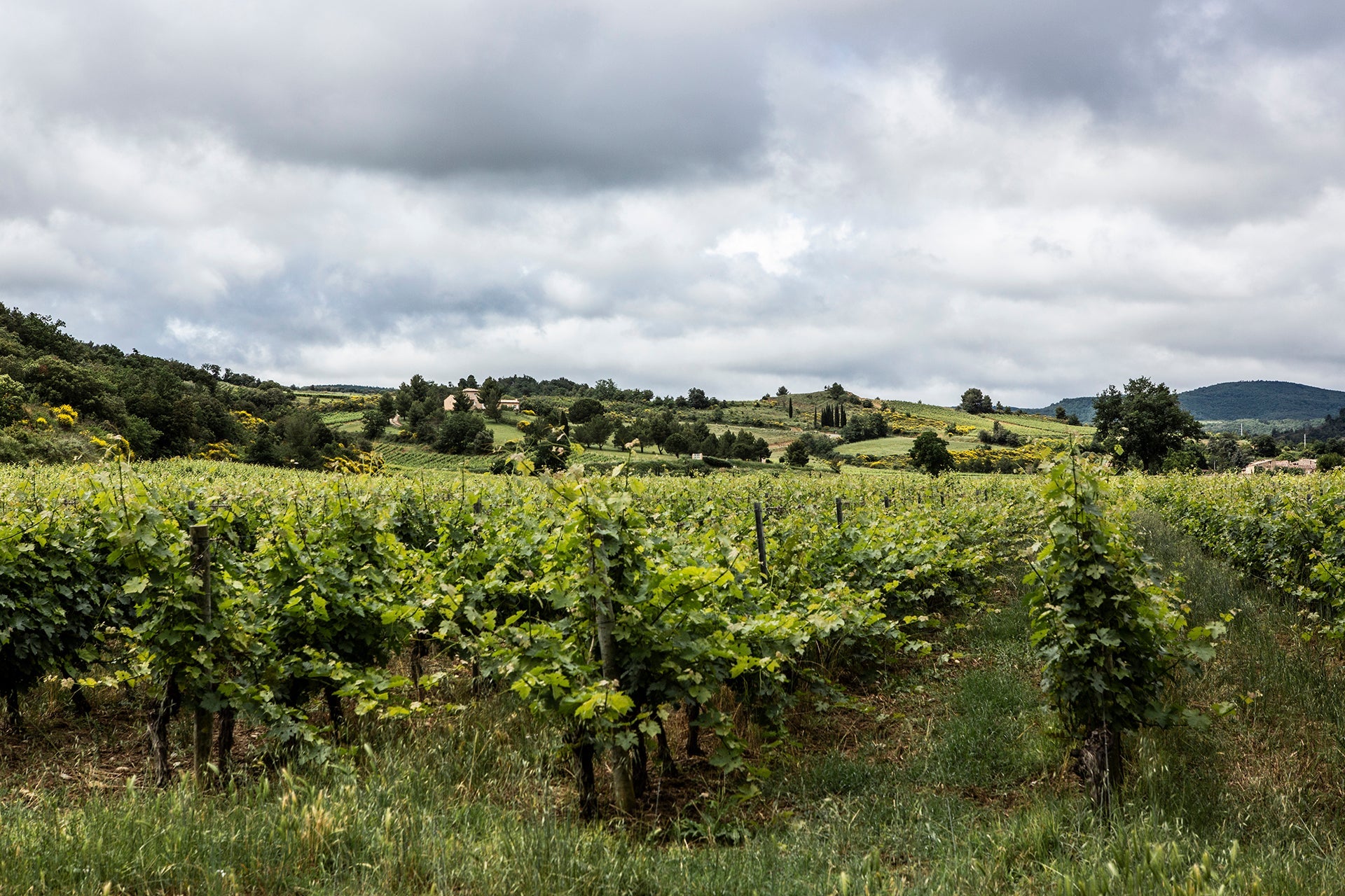 Rebzeilen des Cremant-Produzenten Domaine J. Laurens  im Limoux mit Blick auf die Hügellandschaft südlich von Carcassonne