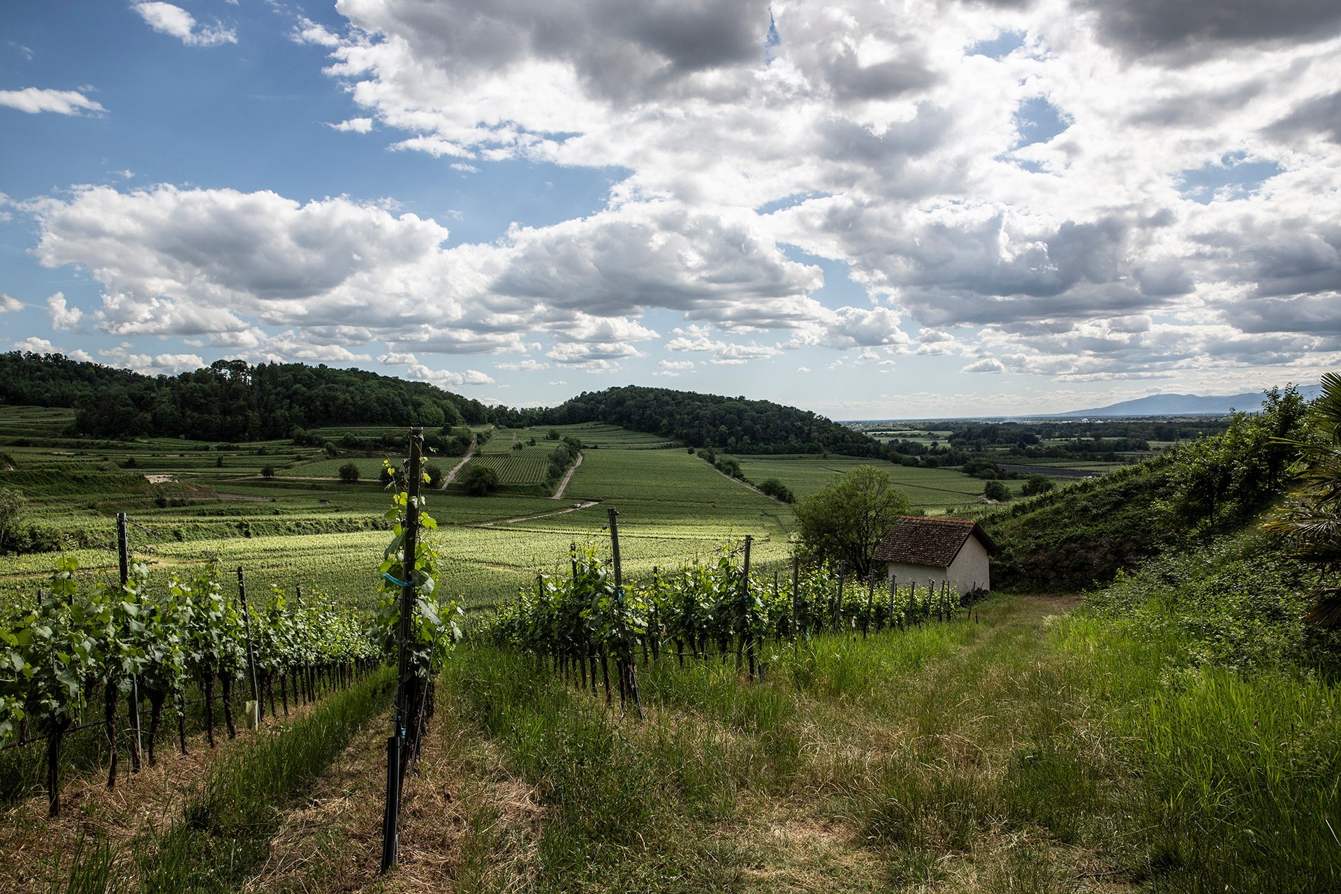 Rebzeilen und kleine Weinbergshütte am Kaiserstuhl mit Blick auf badische Top-Lagen und sonnigen Wolkenhimmel