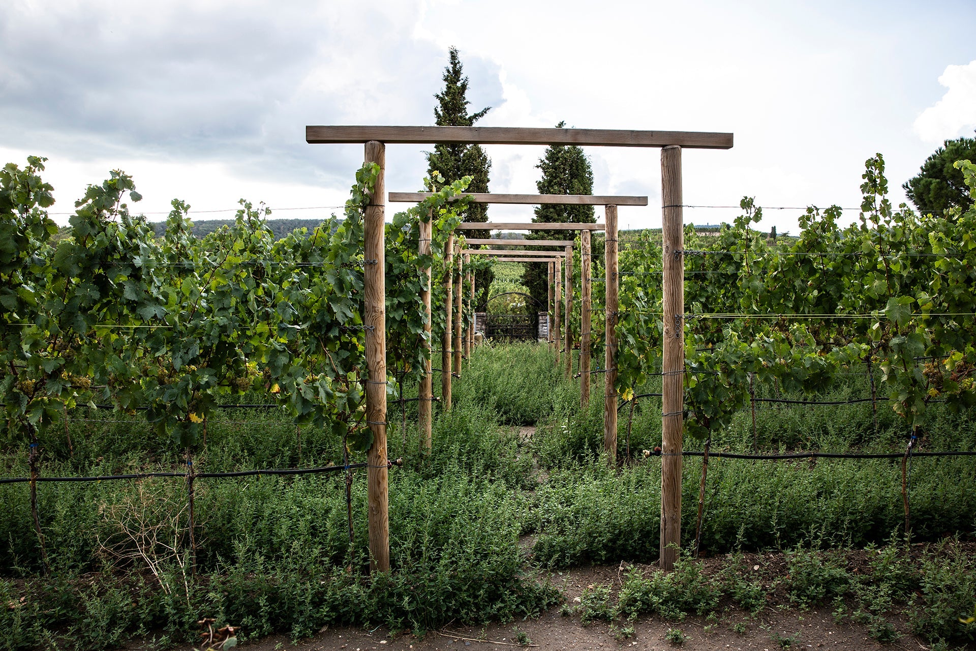 Rebzeilen im Garten des Weinguts Pfeffingen in Ungstein mit Holzrahmen 