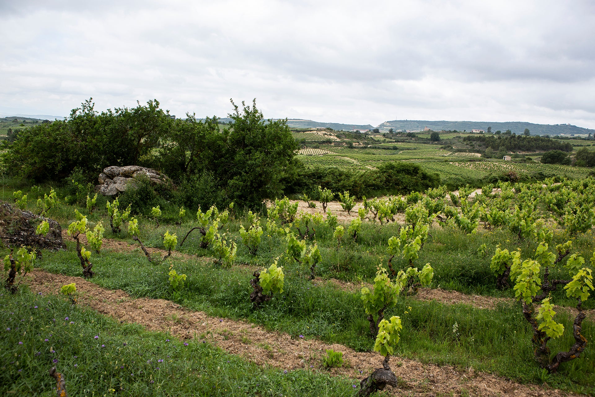 Rioja