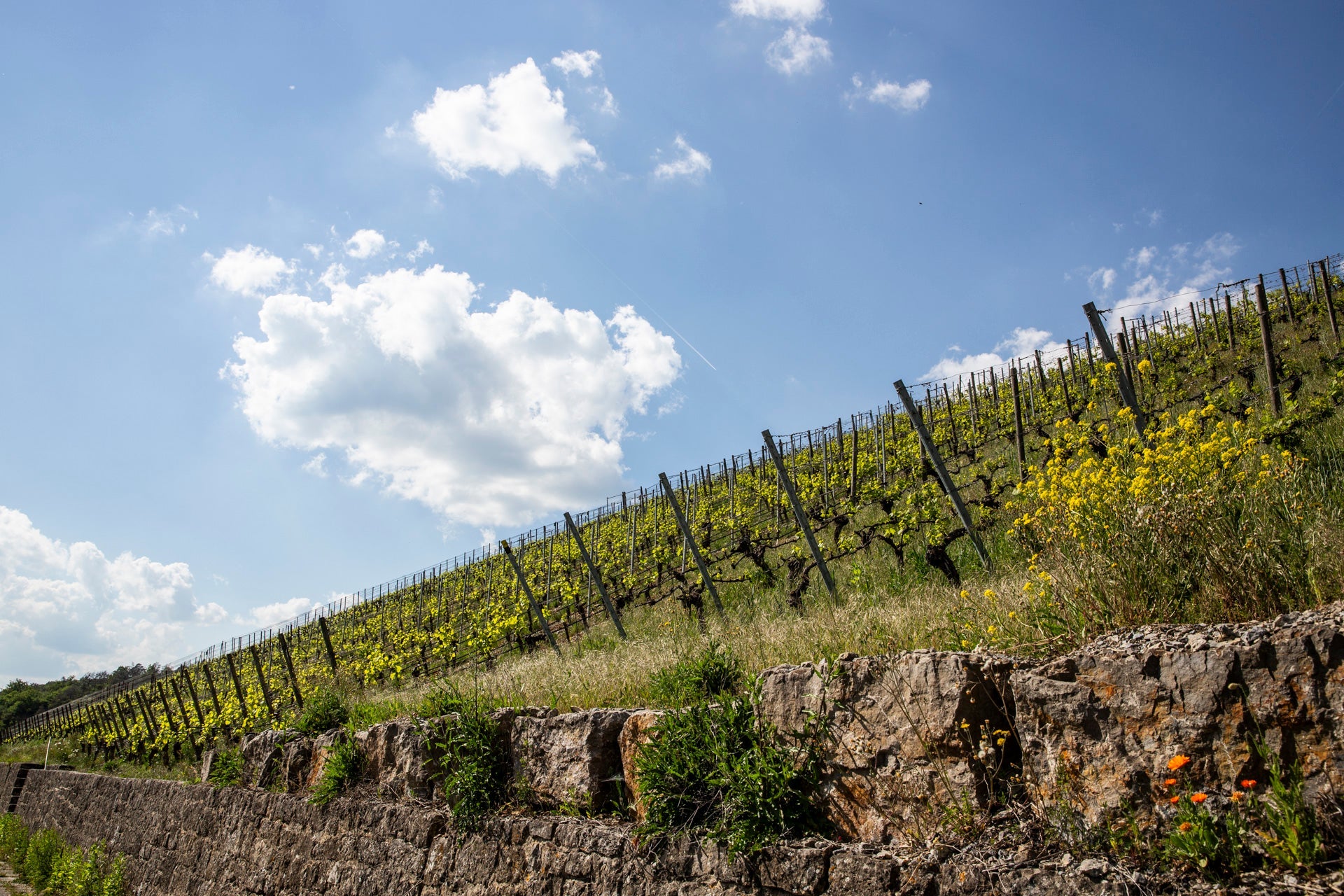 Blick auf die Steillage Himmelspfad vom Weingut May in Franken nahe Retzstadt mit Wolkenhimmel im Hintergrund