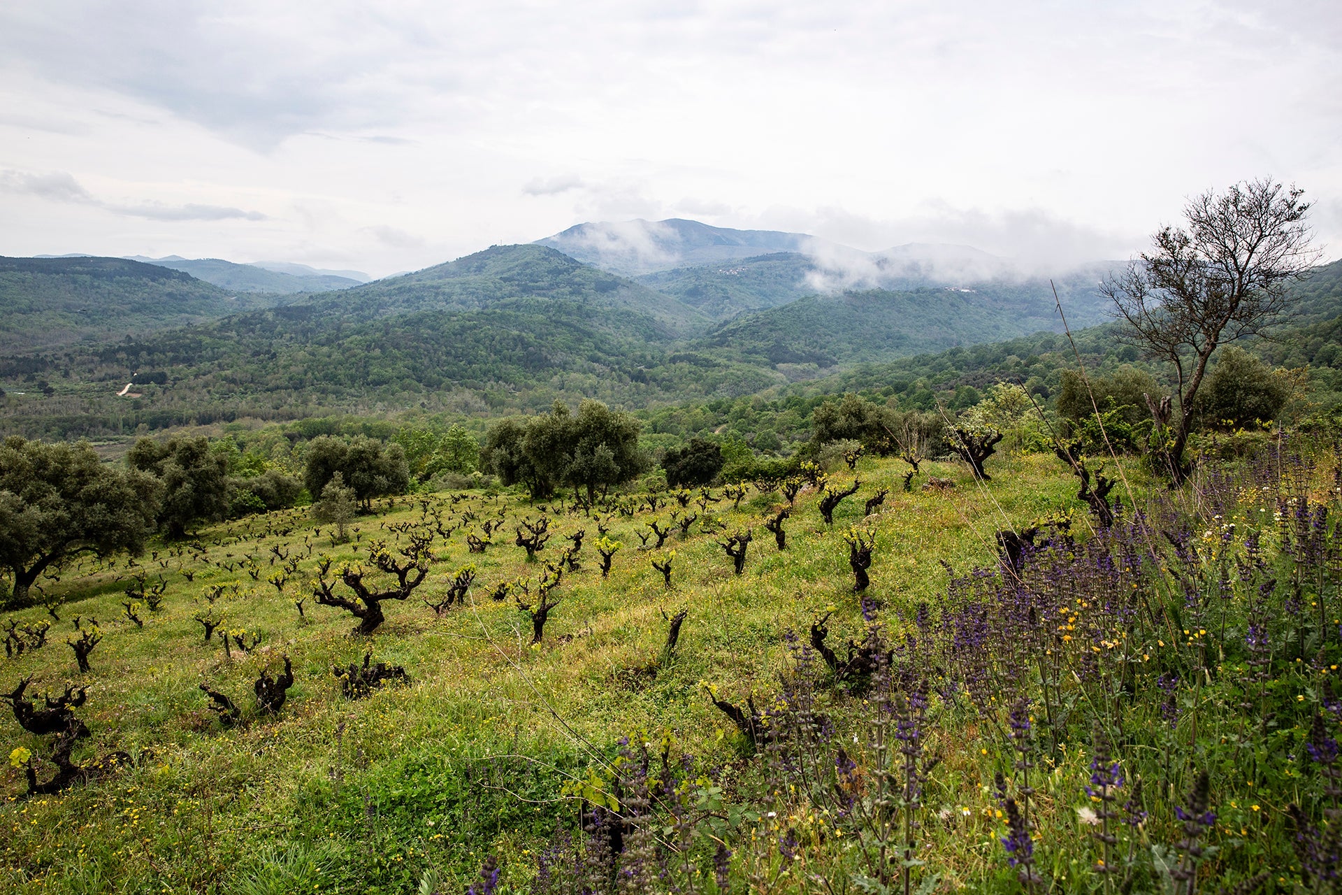 Rufete-Rebstöcke vom Weingut Cámbrico in der Sierra de Salamanca im Nordwesten Spaniens mit Blick auf neblige Berglandschaft  