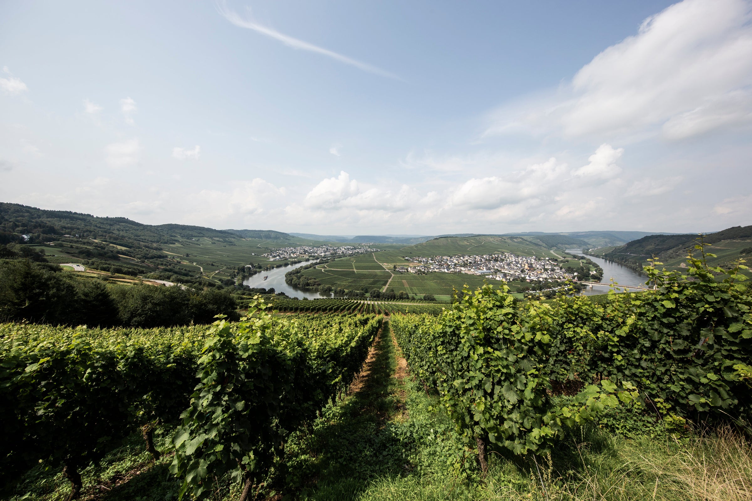 Riesling-Rebstöcke des Weinguts Willems-Willems im Weinbaugebiet Mosel mit Blick auf  Saarschleife, Rebhänge und Wolkenhimmel