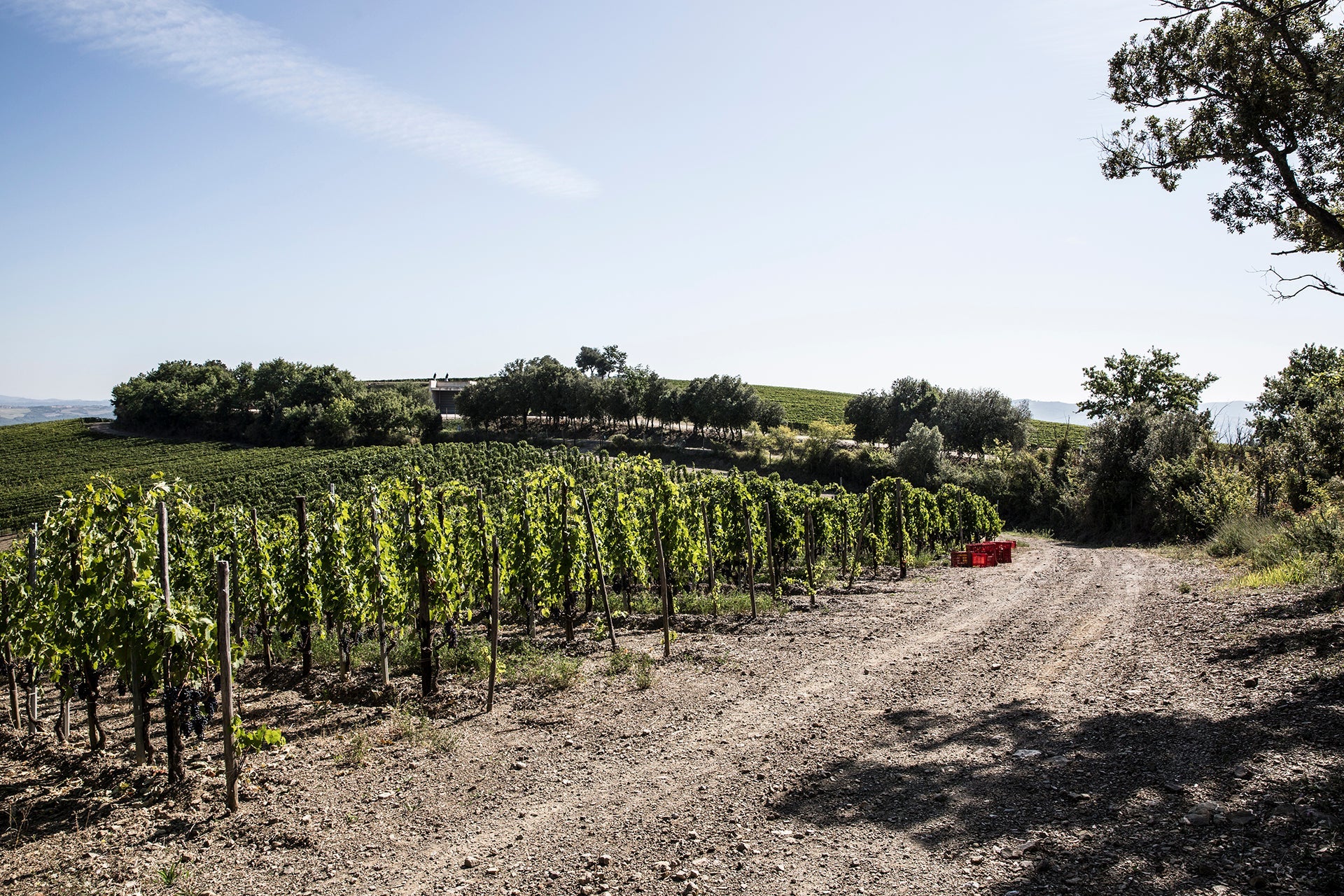 Sangiovese-Grosso-Rebstöcke des Brunello-Weinguts Campi di Fonterenza mit roter Erntekiste und Blick auf die Weinberge östlich von Montalcino