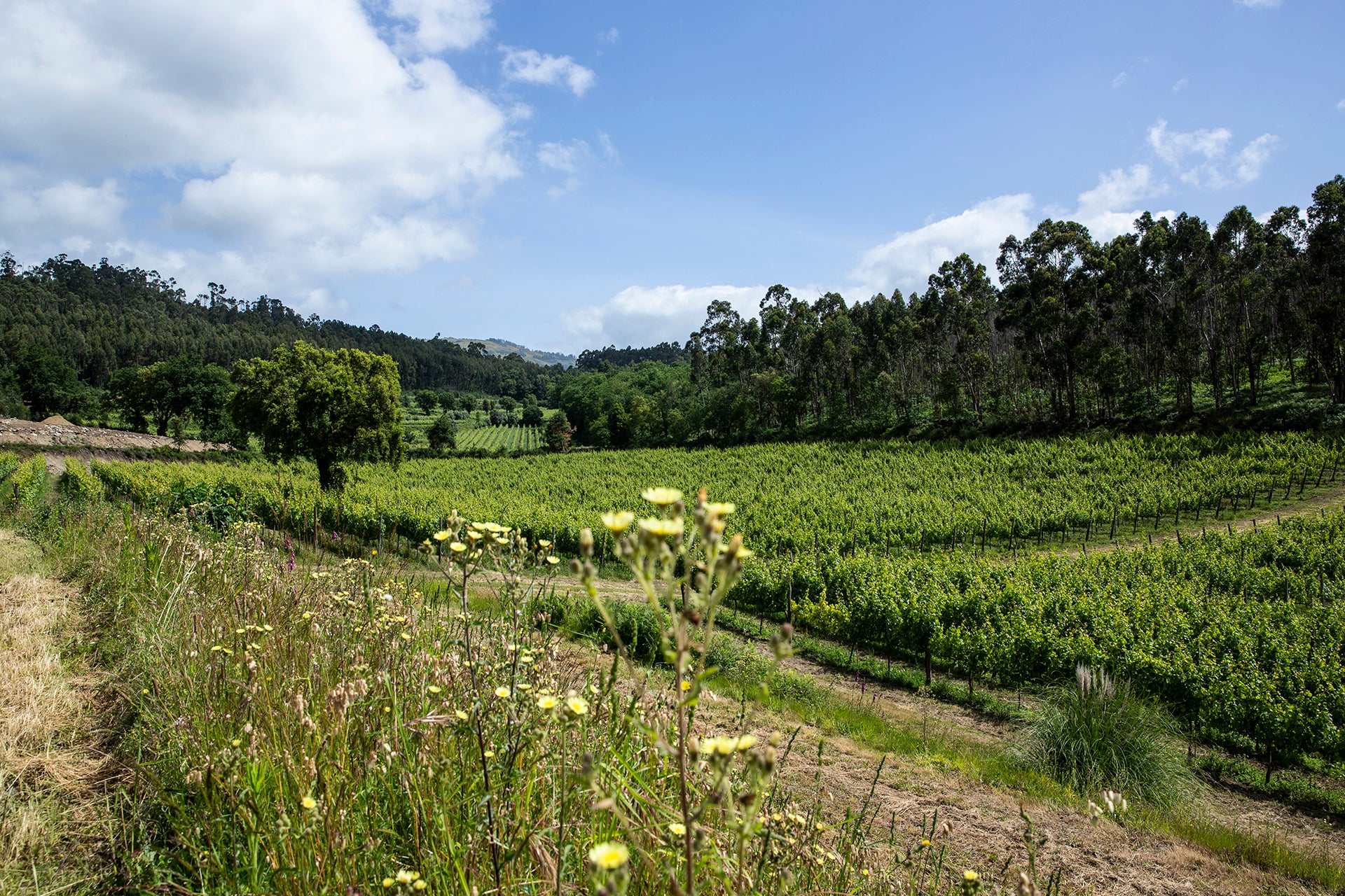 Vinho Verde