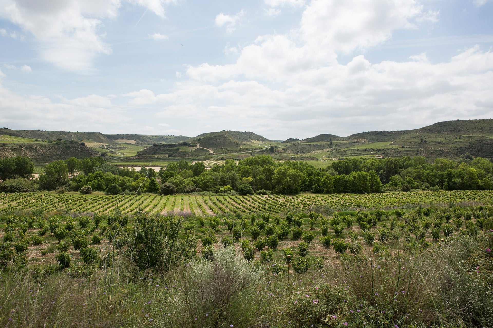 Landschaft in der Region Rioja Alavese mit alten Rebstöcken in den Weinbergen von Sandra Bravo vom Weingut Sierra de Toloño