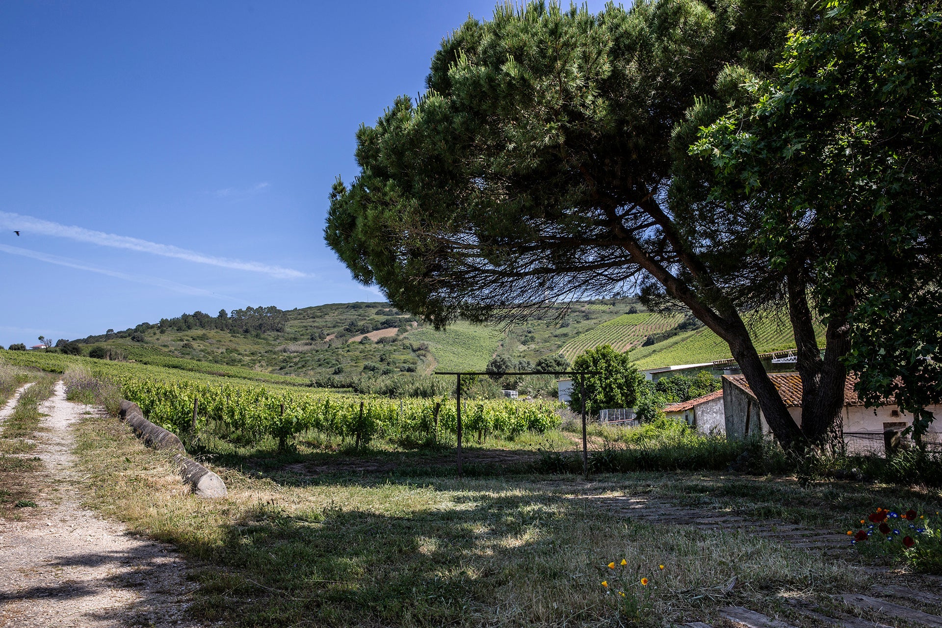 Blick auf Arinto-Weinberge des Weinguts Vale da Capucha in der Nähe von Lissabon