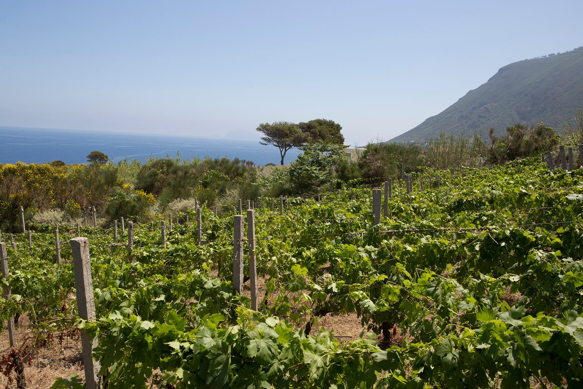 Malvasia-Weinberg der Kellerei Caravaglio auf der Insel Salina mit Blick auf Pinien und das Mittelmeer