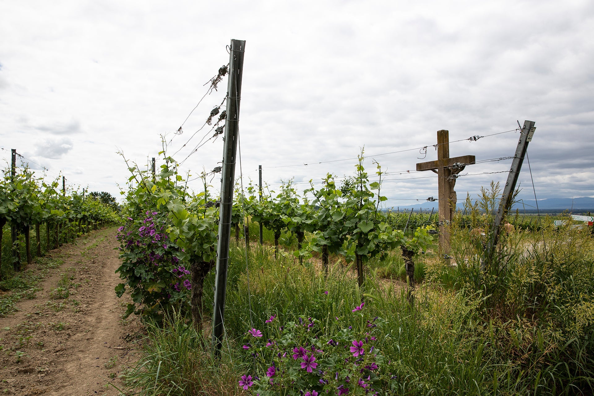 Lila Malvenblüten vor Rebstöcken von Guido Walter und Jürgen von der Mark mit Steinkreuz in der Weinbauregion Baden