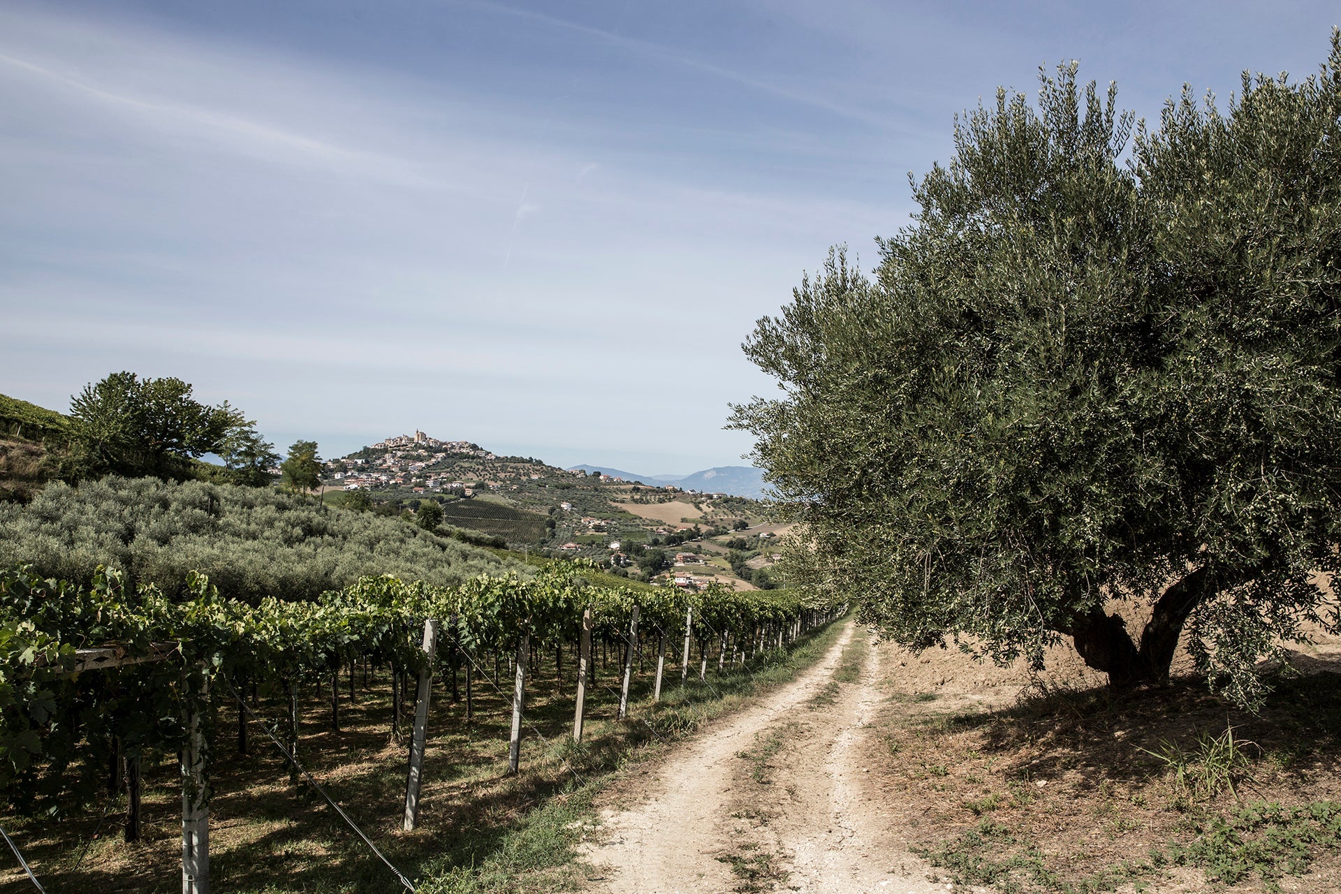 Olivenbaum neben Montepulciano-Rebanlage des Weinguts Buccicatino mit Blick auf pittoreskes Bergdorf in den Abruzzen