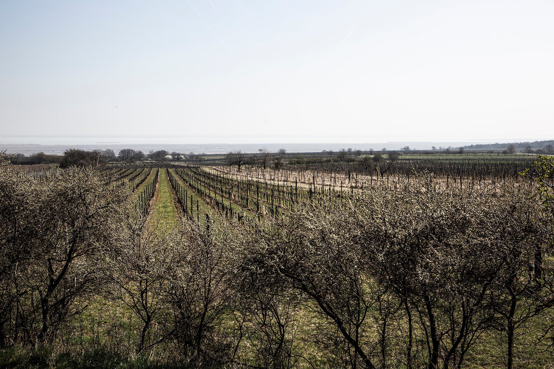 Blaufränkisch-Rebstöcke vom Weingut Rosi Schuster bei Sankt Margarethen mit Blick auf den Neusiedler See im Frühjahr