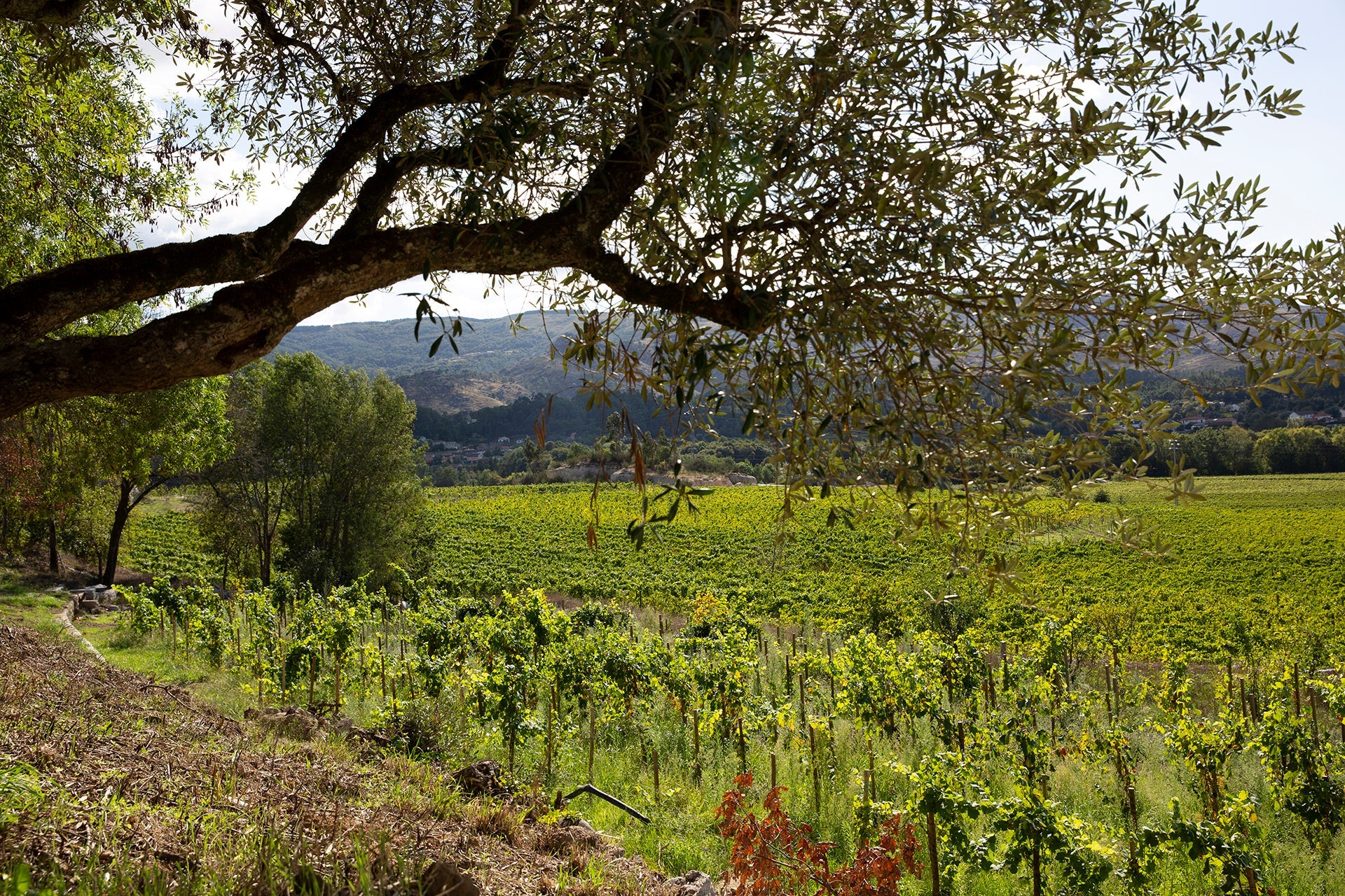 Junge Alvarinho-Rebstöcke im Weingarten von Anselmo Mendes im Nordwesten Portugals