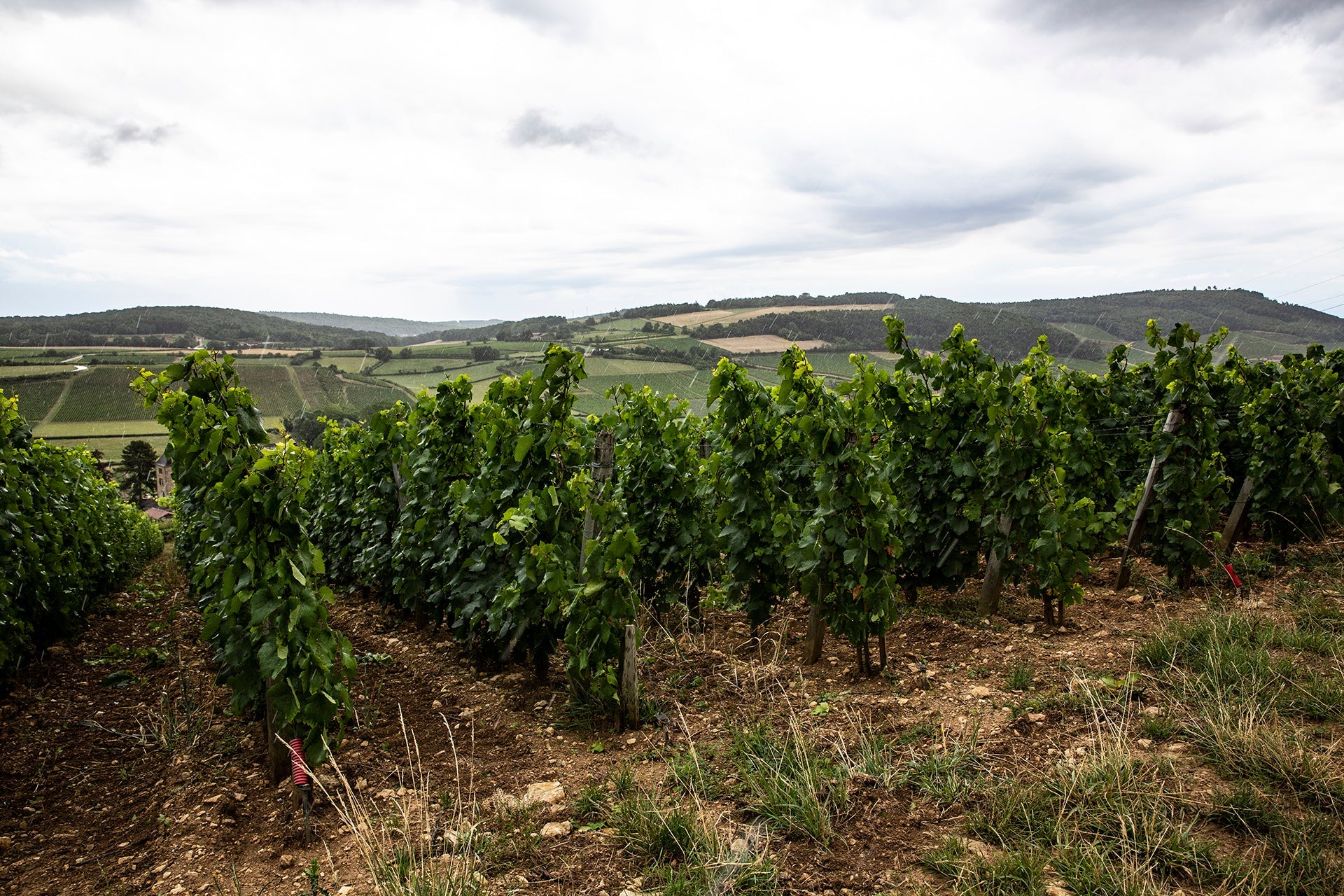 Regnerische Impression aus den Weinbergen von Nicolas Maillet mit Rebstöcken vor Hügellandschaft im Weinbaugebiet Mâconnaise  