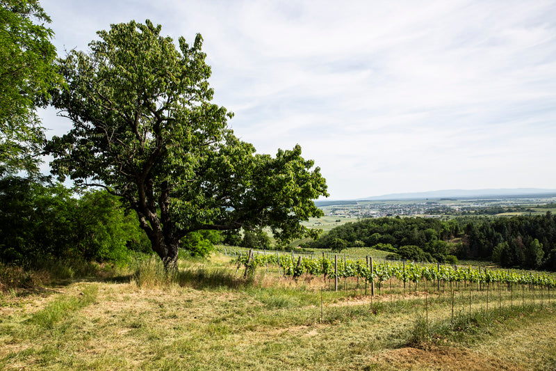 Aufnahme eines großen alten Obstbaums am Rande der Rebzeilen vom Weingut Kolfok mit Blick über die grüne Landschaft.