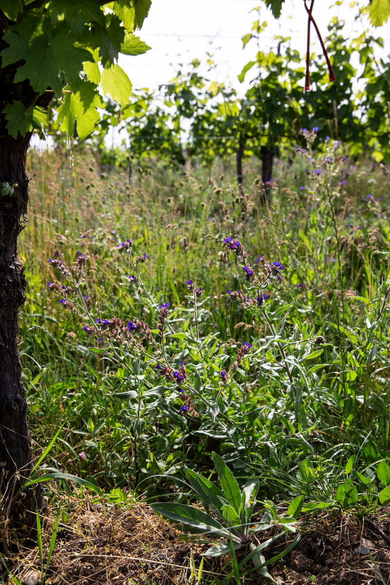 Aufnahme der lila blühenden Begrünung zwischen den Rebzeilen eines Weinbergs vom Weingut Kolfok.