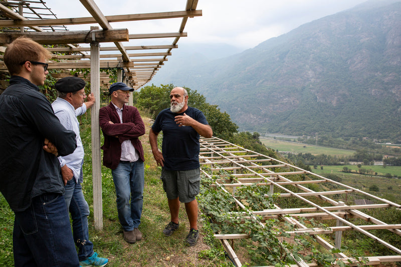 Der Leiter der Cantina di Carema erklärt dem Team von walter&sohn den Weinanbau in Carema. Sie stehen dabei an eine Pergola gelehnt im Weingarten.