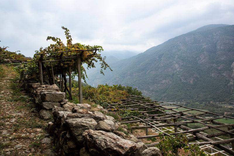 Weinreben in Pergola-Erziehung in Carema. Im Hintergrund sind hohe Berge und ein bewölkter Himmel zu sehen.