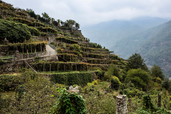 Sehr steile, terrassierte Weinberge in Carema, die mit Weinreben im Pergolastil bepflanzt sind.