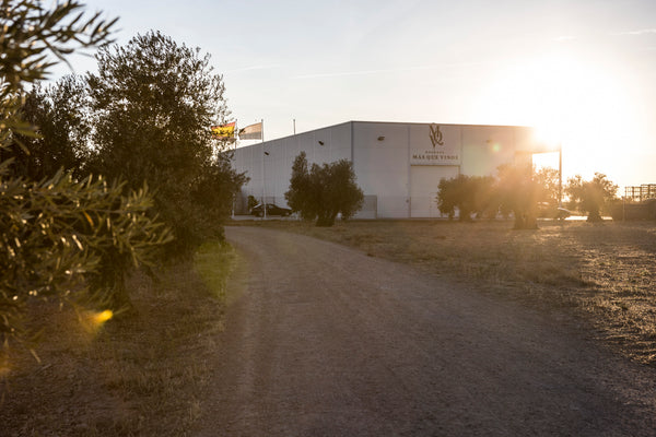 Foto des Weinguts Bodegas Más Que Vinos im Gegenlicht am späten Nachmittag mit Olivenbäumen im Vordergrund