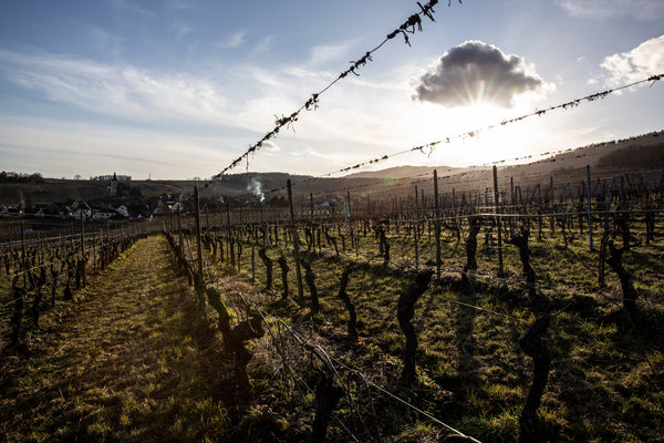 Rebzeilen im Winter mit dramatischer Lichtstimmung. Die Sonne geht langsam unter und strahlt flach über die Reben und beleuchtet eine dunkle Wolke.