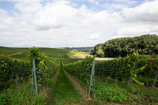 Foto eines Weinbergs mit der Rebsorte Müller-Thurgau in dem die Trauben für die  Weine der Marke Fritz Müller wachsen.